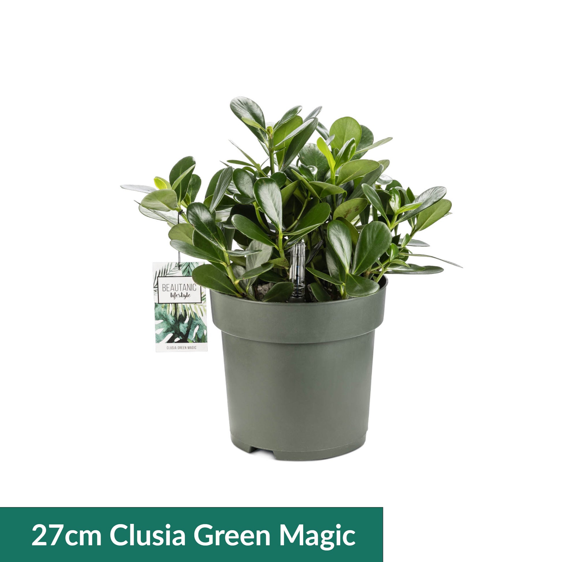 XL Hydro Plants Trolley Deal - XL Hydro Plants The Horti House