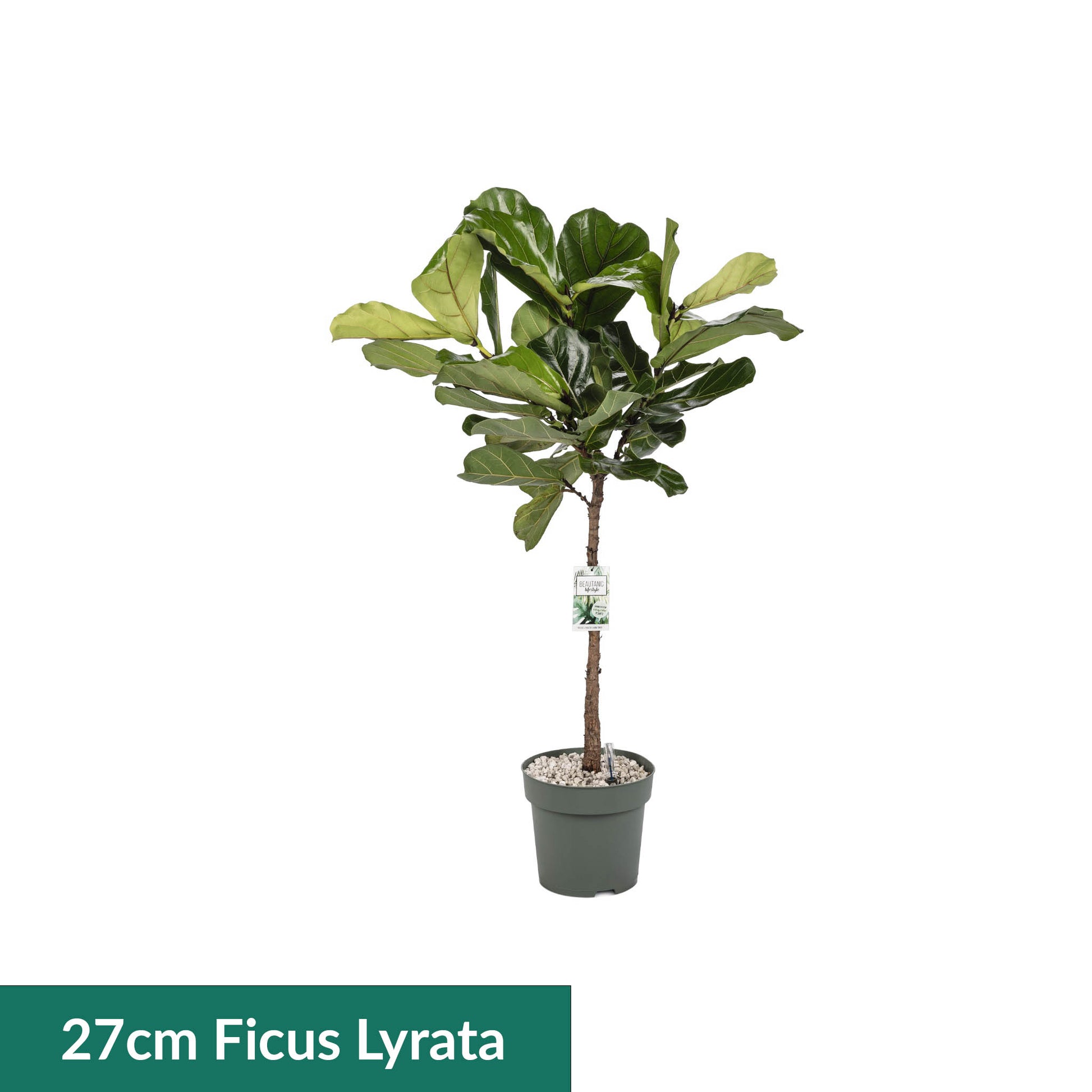 XL Hydro Plants Trolley Deal - XL Hydro Plants The Horti House