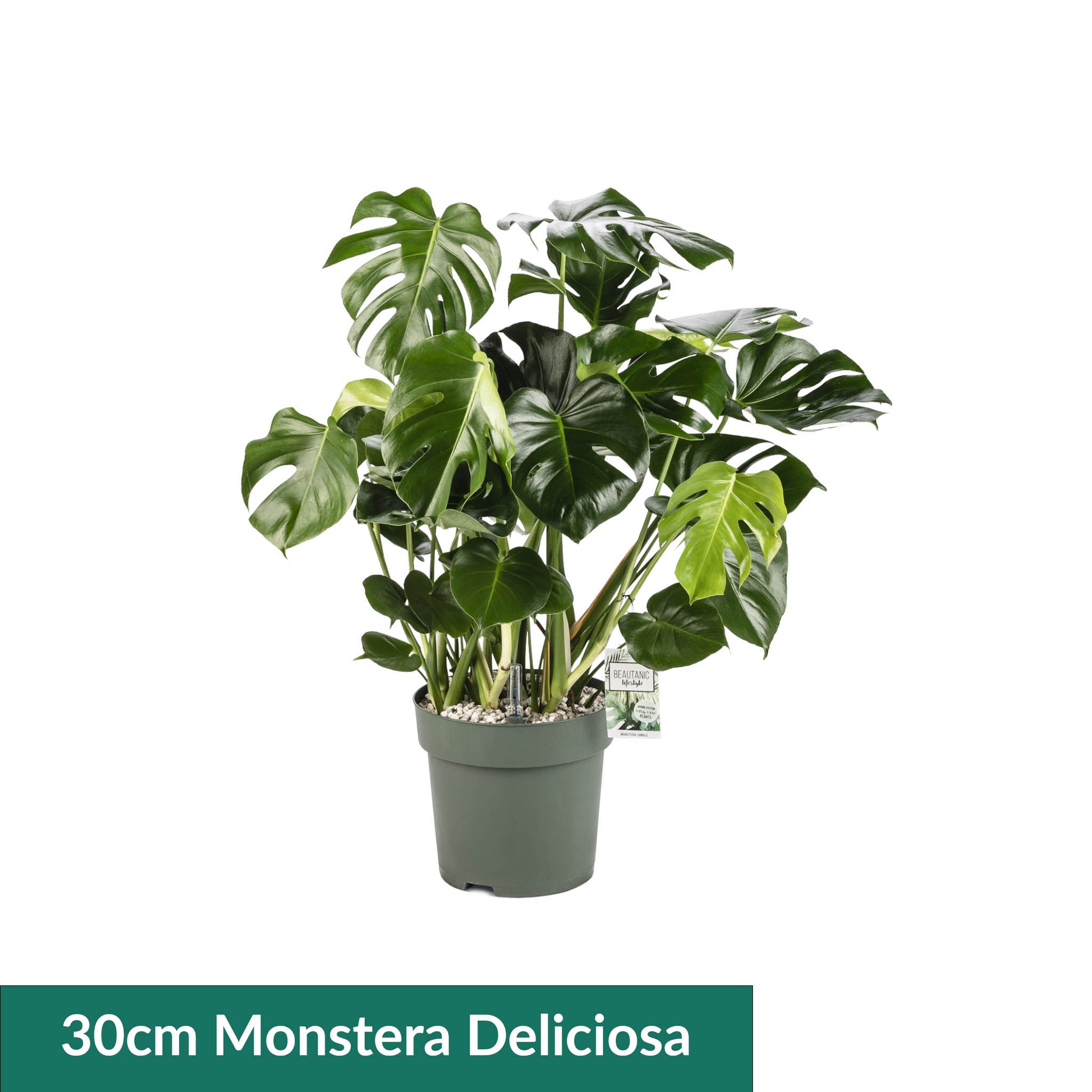 XL Hydro Plants Trolley Deal - XL Hydro Plants The Horti House