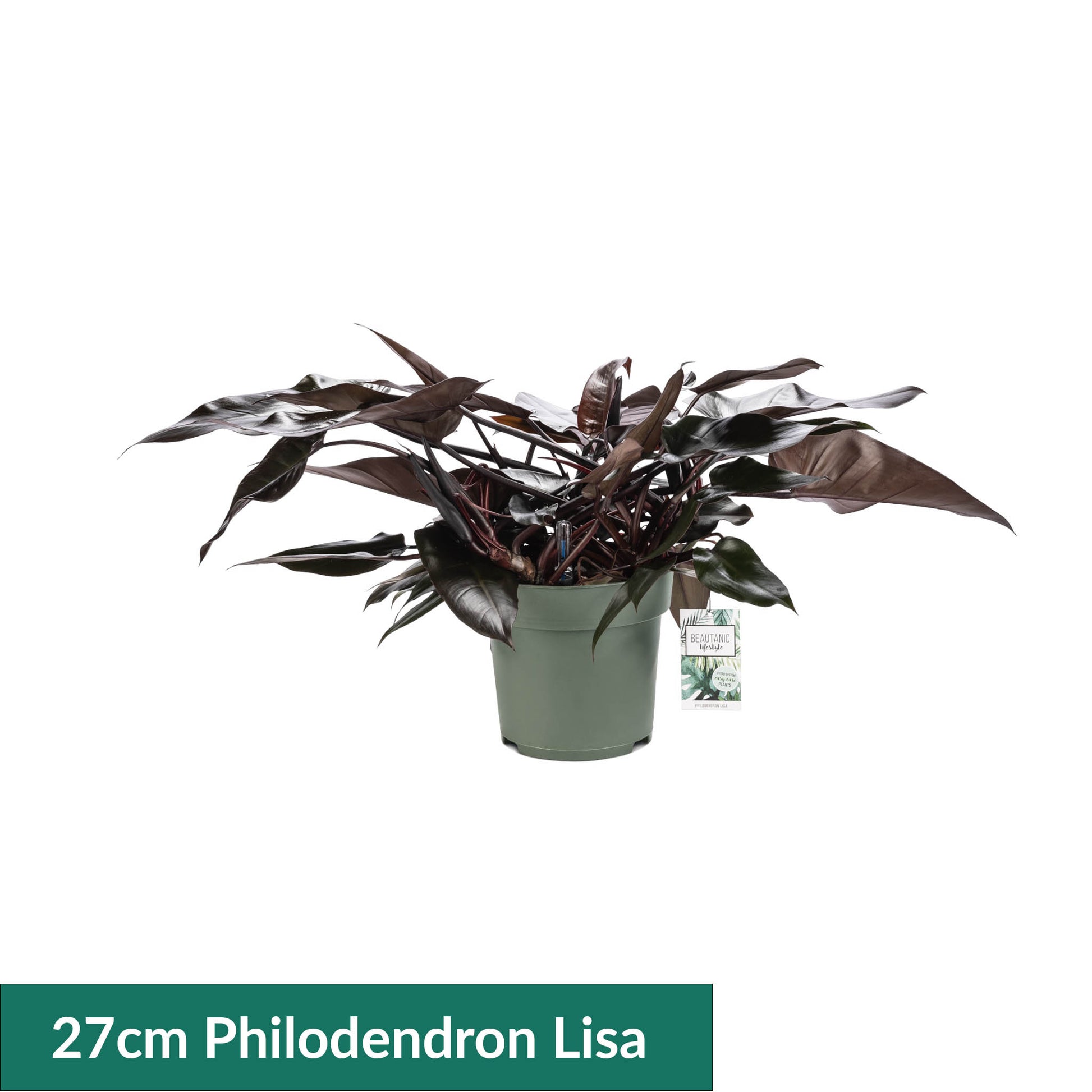 XL Hydro Plants Trolley Deal - XL Hydro Plants The Horti House