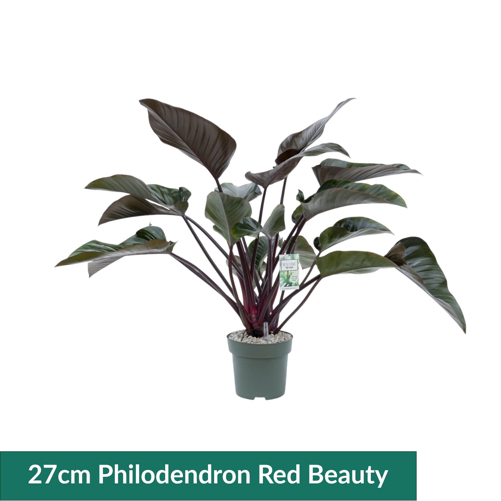 XL Hydro Plants Trolley Deal - XL Hydro Plants The Horti House