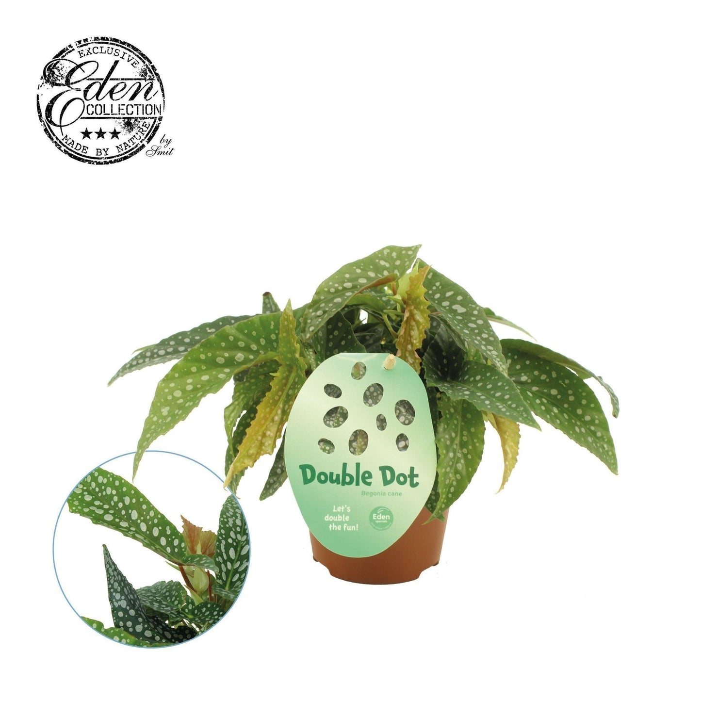 Begonia 12cm Double Dot Cane - Green Plant The Horti House