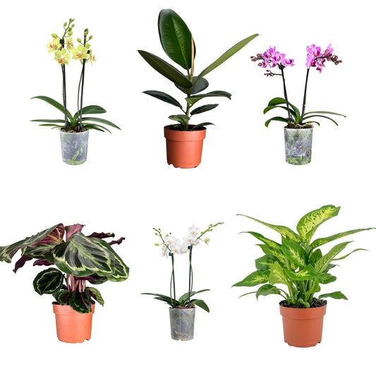 British Houseplant Mix - Green Plant The Horti House