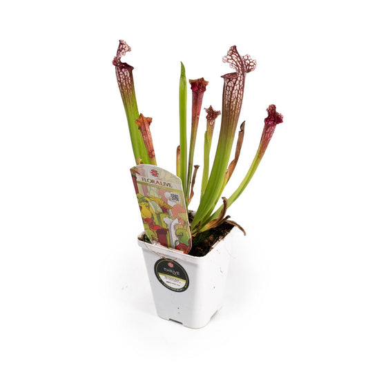 British Sarracenia 7cm - Carnivorous The Horti House