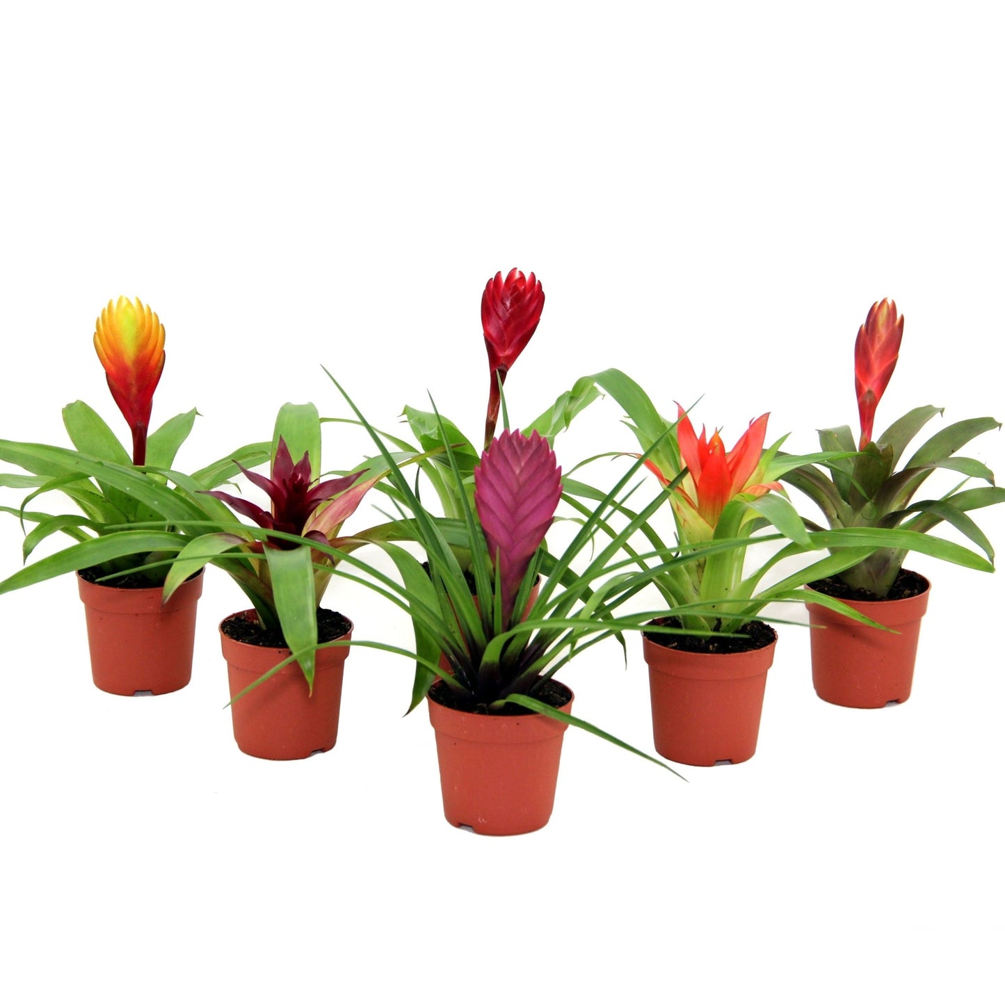 Bromini 7cm mix - Flowering The Horti House