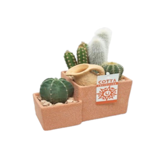Medium Cacti Terrace in Terracotta