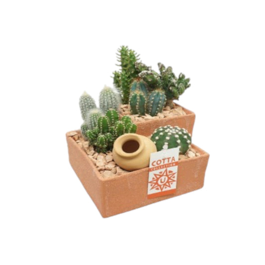 Large Cacti Terrace in Terracotta