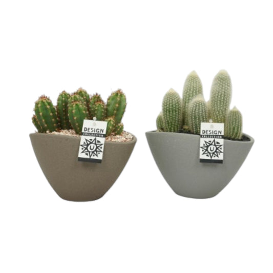 Cacti 25cm Oval Planter
