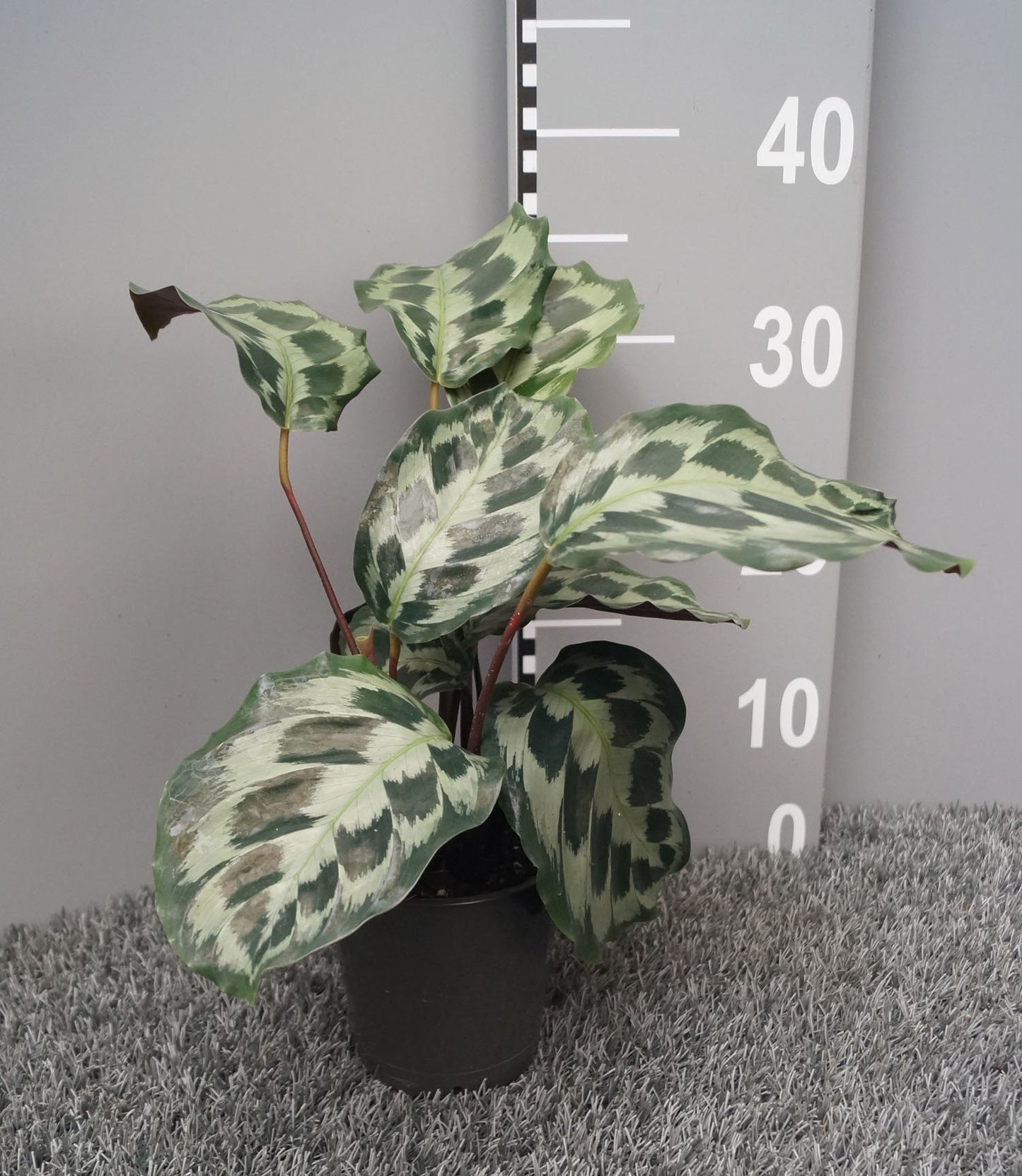 Calathea 12cm Helen Kennedy