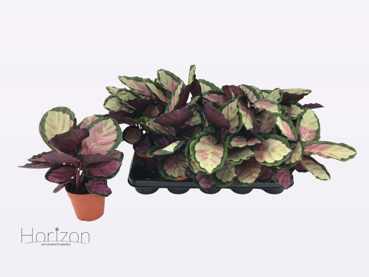 Calathea 12cm Silvia