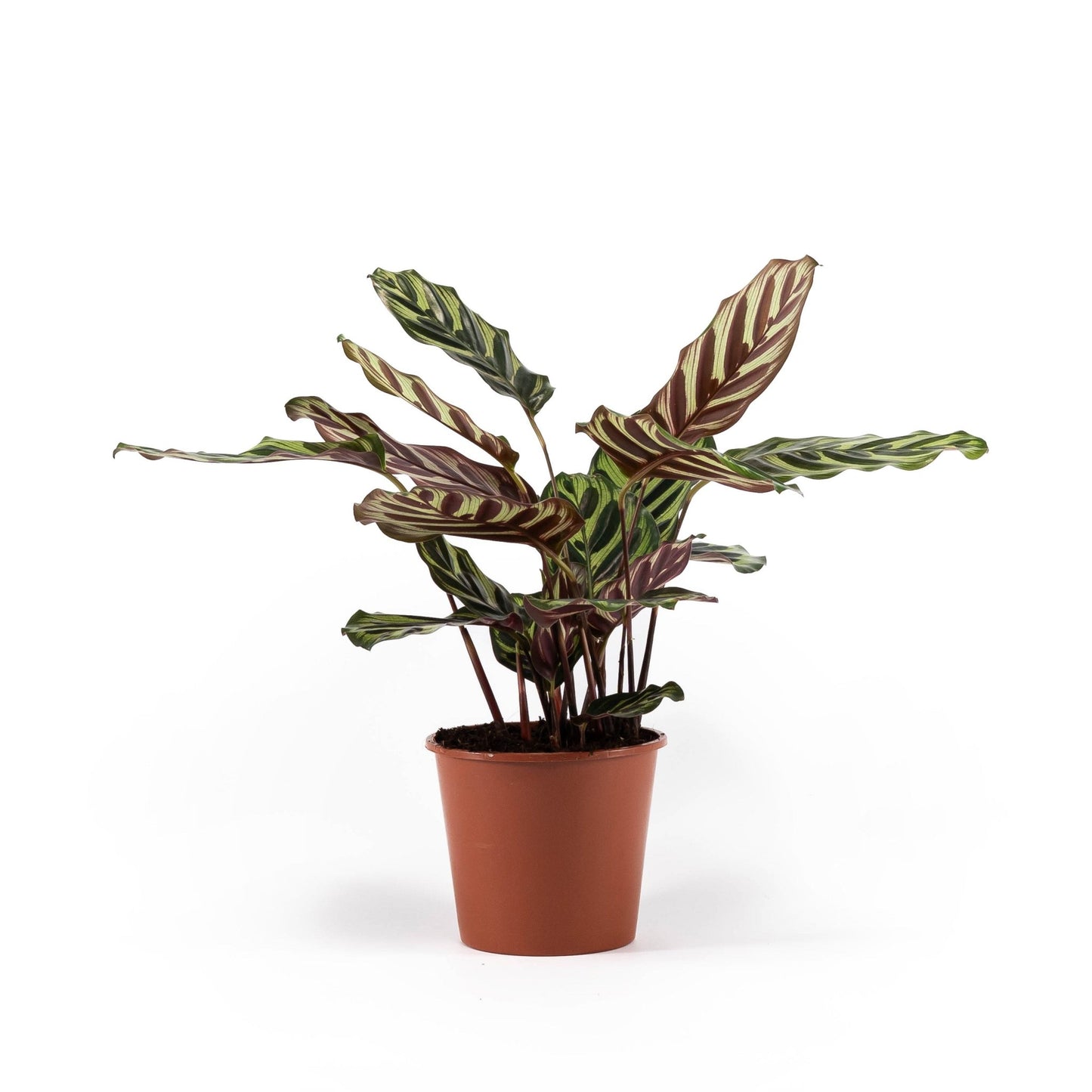 Calathea 14cm Makoyana - Green Plant The Horti House