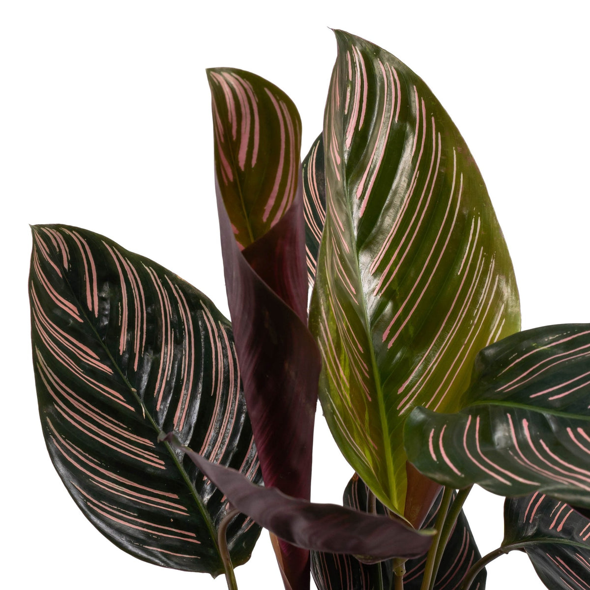 Calathea 14cm Ornata - Green Plant The Horti House