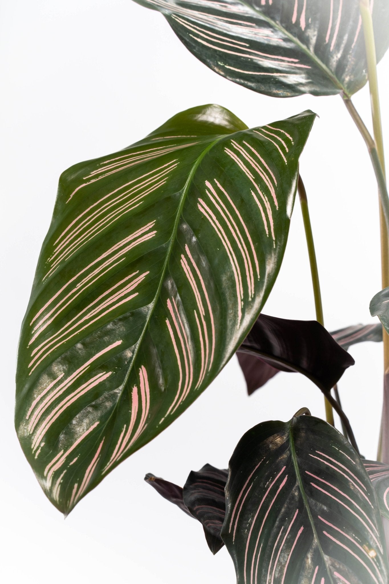 Calathea 19cm Ornata - Green Plant The Horti House