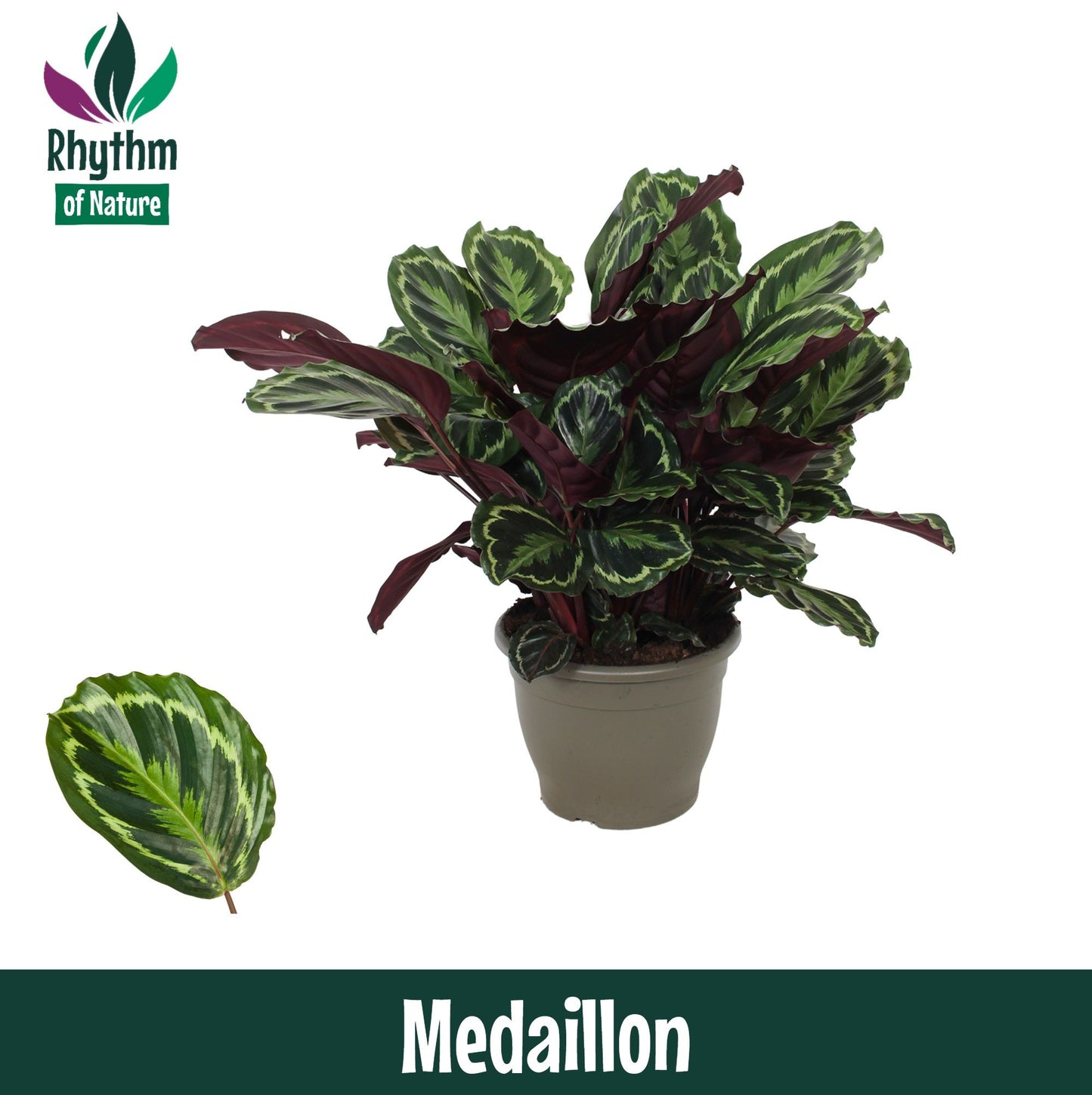 Calathea 32cm Medaillon - Green Plant The Horti House