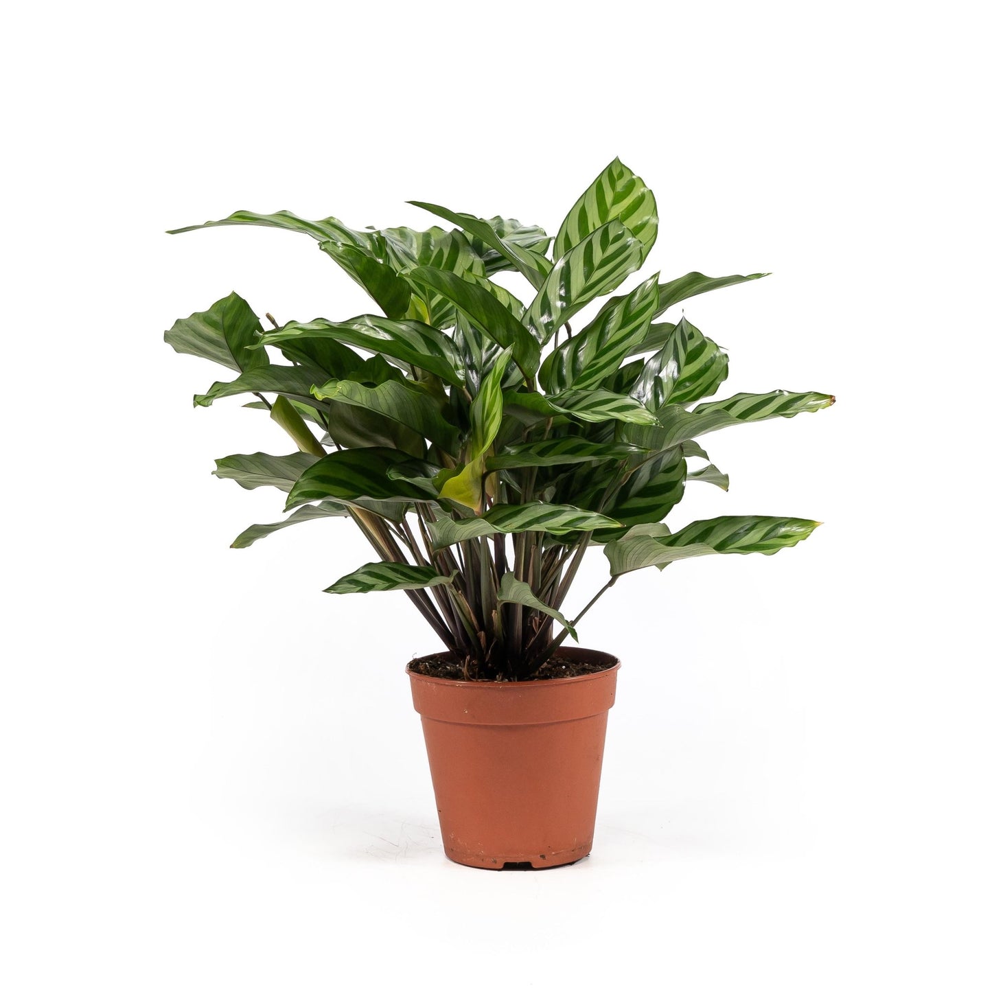 Calathea 12cm Freddie - Green Plant The Horti House