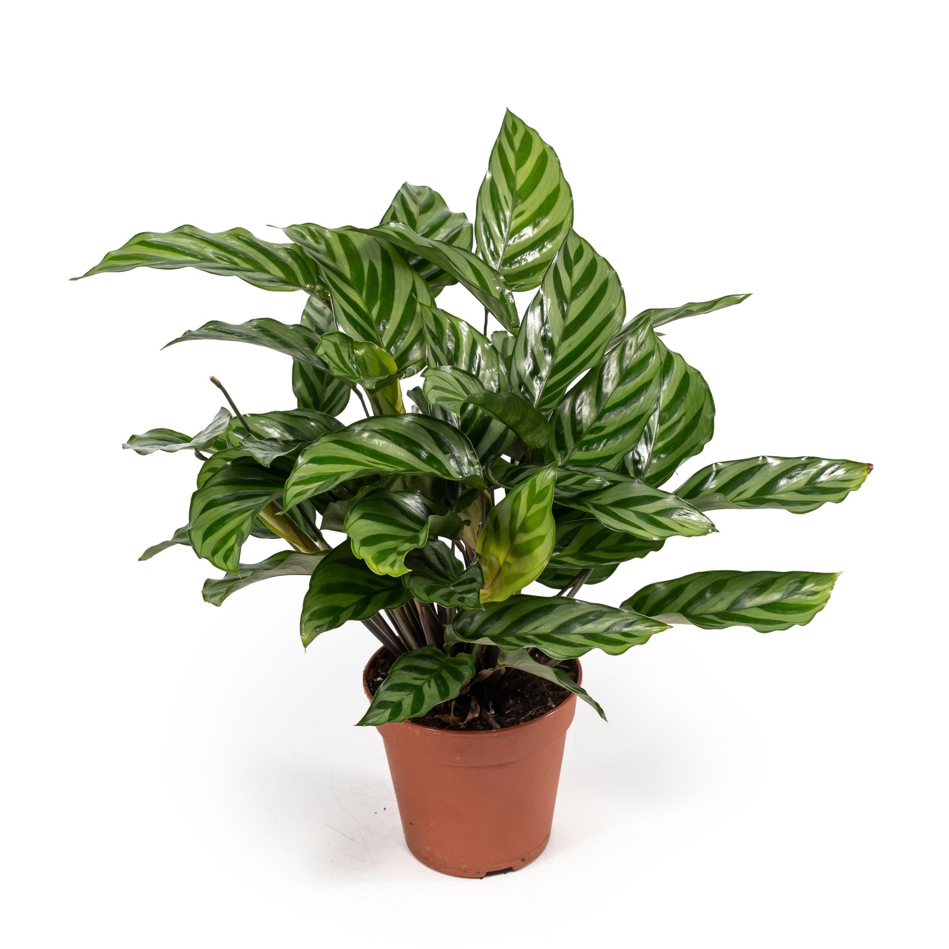 Calathea 12cm Freddie - Green Plant The Horti House