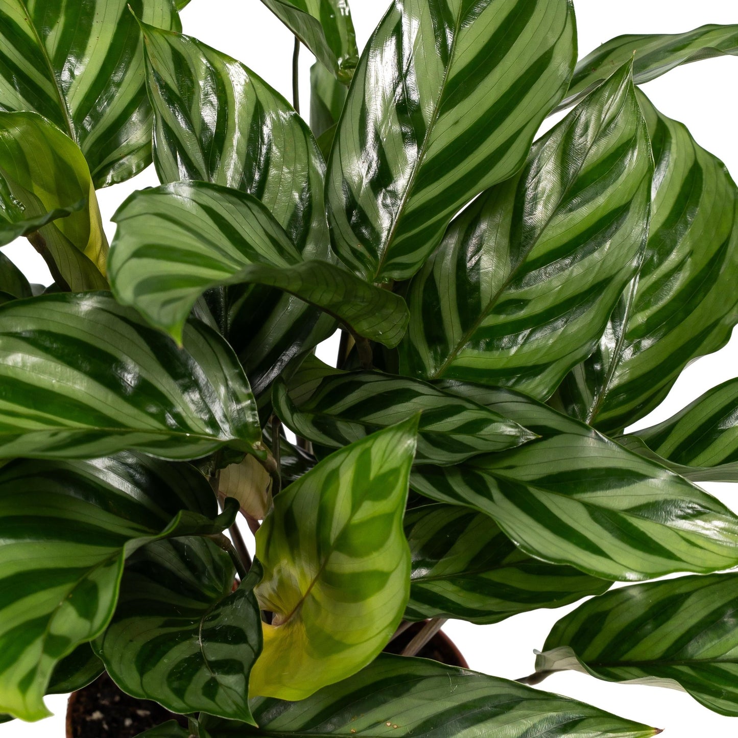 Calathea 12cm Freddie - Green Plant The Horti House
