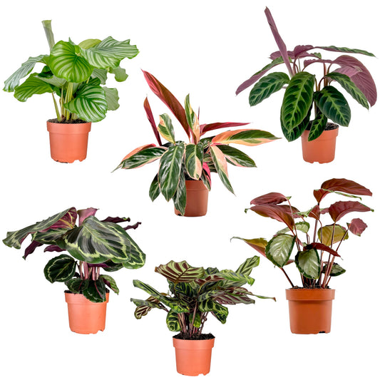 Calathea 12cm Mix - Green Plant The Horti House