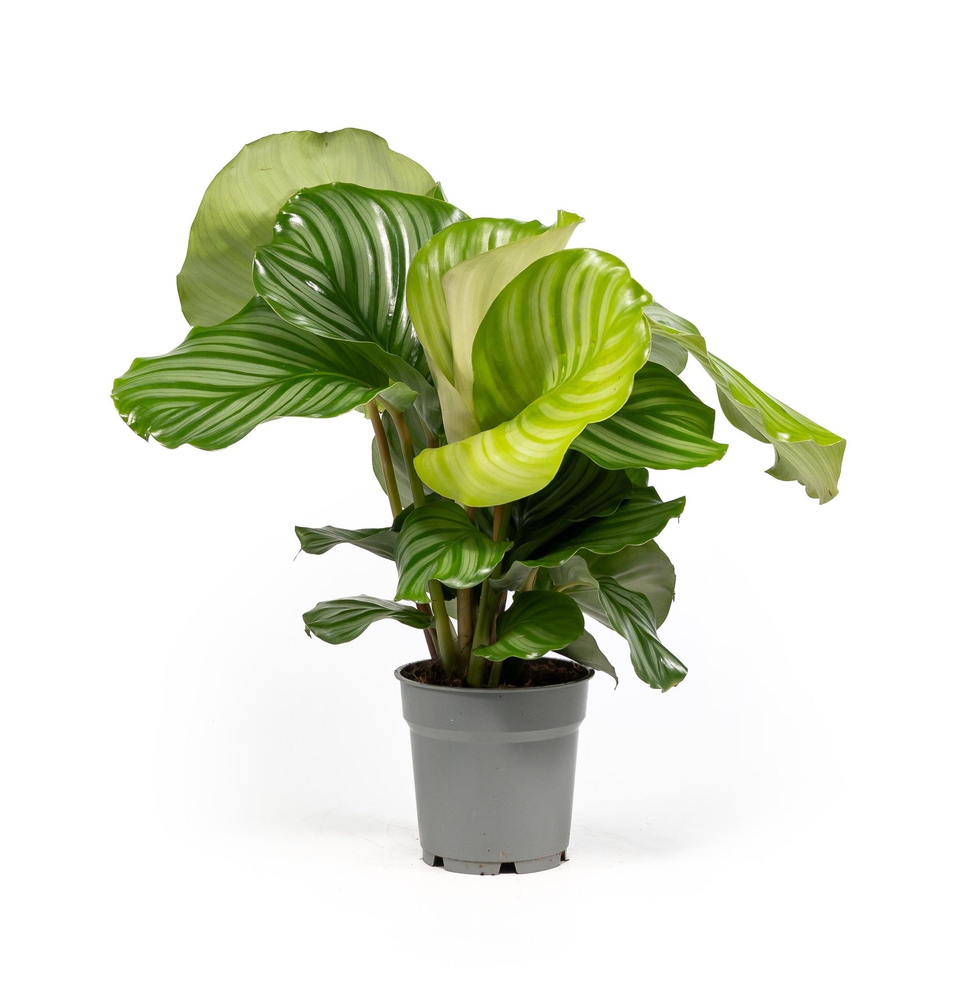Calathea 12cm Orbifolia - Green Plant The Horti House