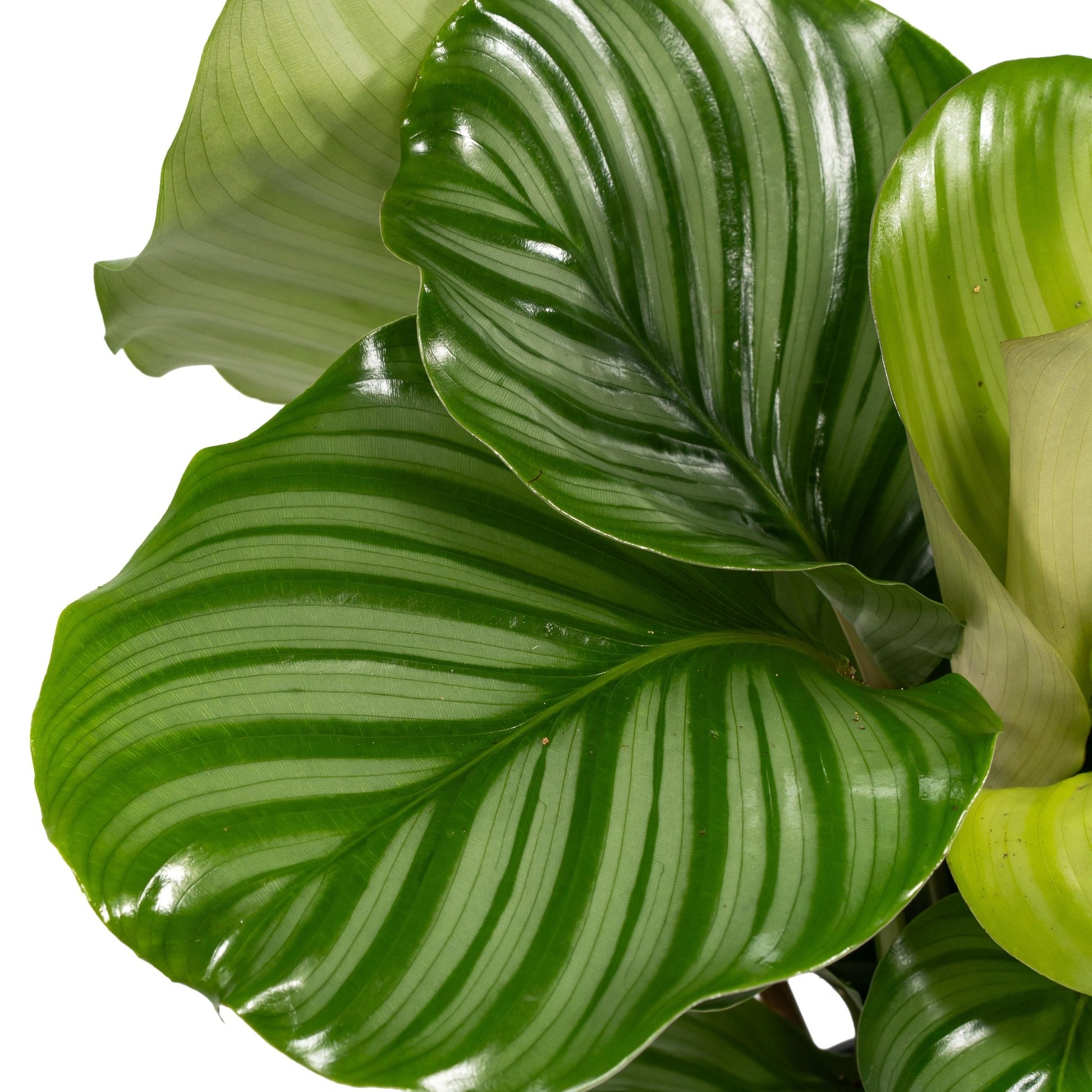Calathea 12cm Orbifolia - Green Plant The Horti House