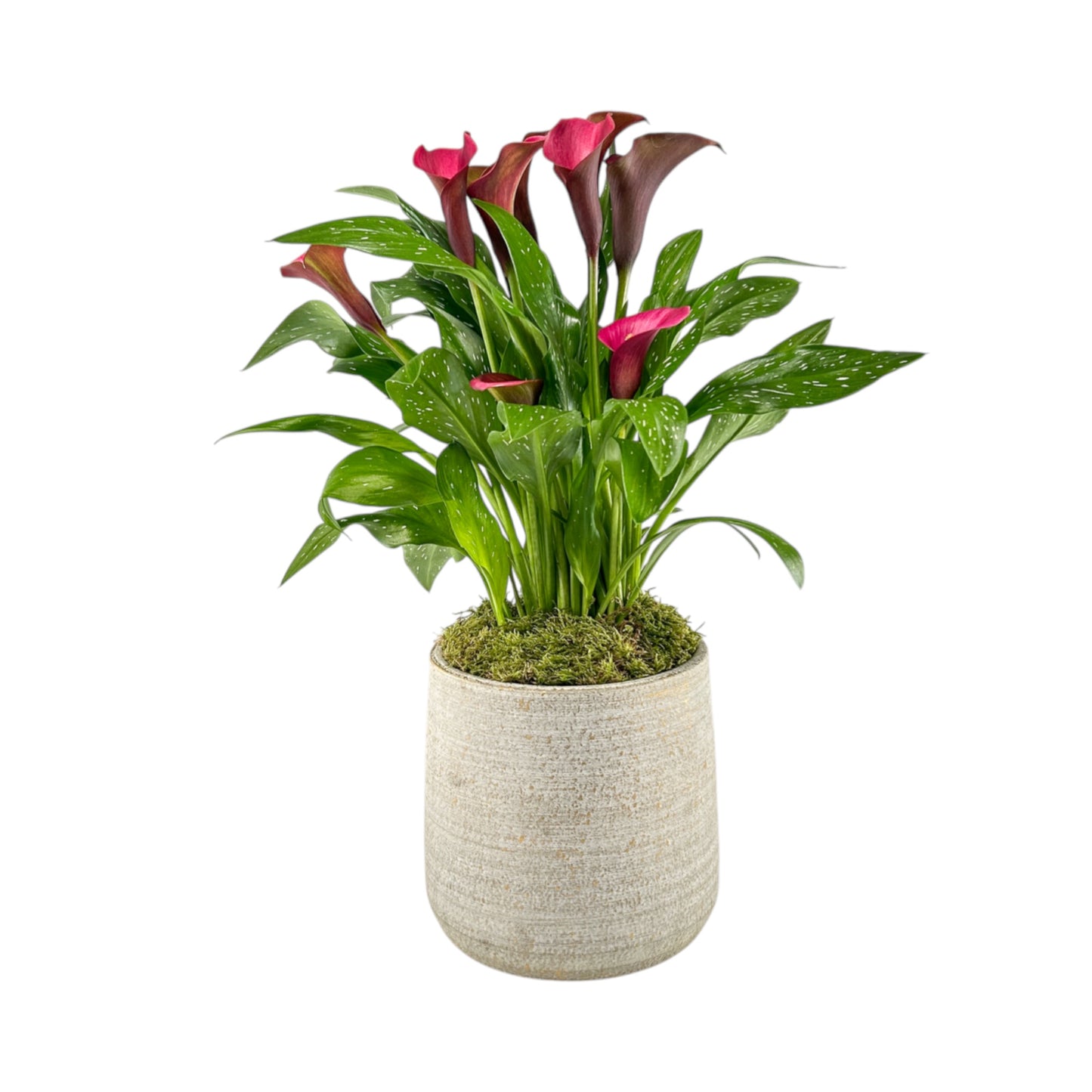 Calla Lily 14cm in Tall Artisan Ceramic - Flowering The Horti House