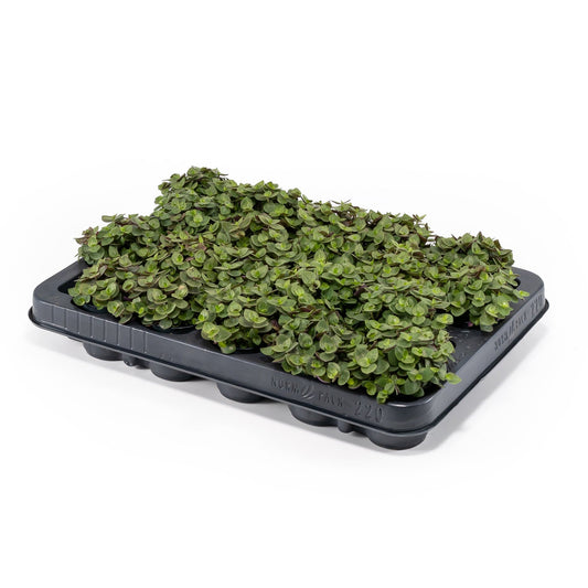 Callisia 5.5cm Turtle - Green Plant The Horti House
