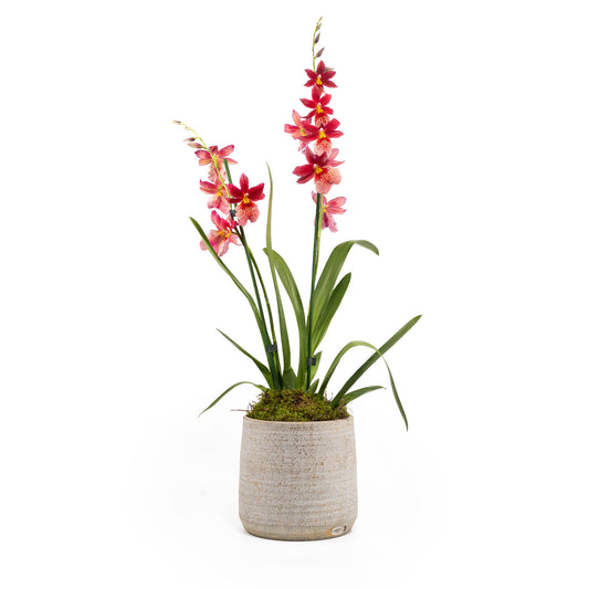Cambria 12cm in Tall Artisan Ceramic - Flowering The Horti House