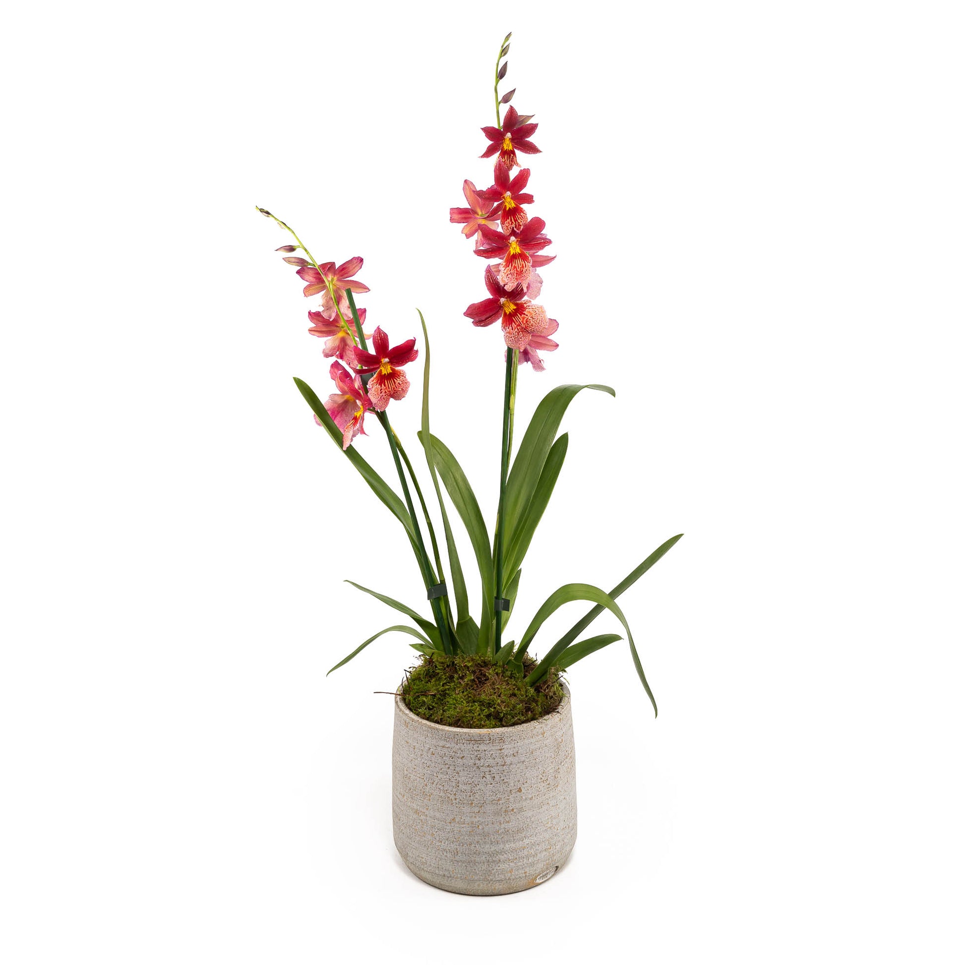 Cambria 12cm in Tall Artisan Ceramic - Flowering The Horti House