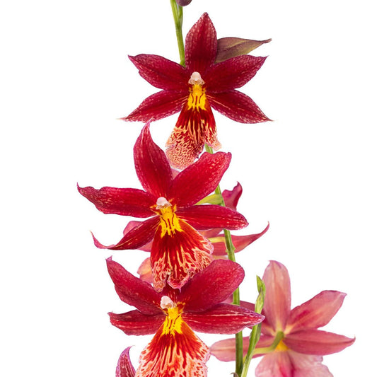 Cambria 12cm in Tall Artisan Ceramic - Flowering The Horti House