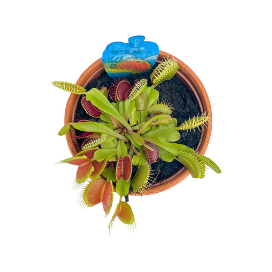 Carnivorous 12cm Dionaea Musciplula Venus Flytrap in Terracotta - Carnivorous The Horti House