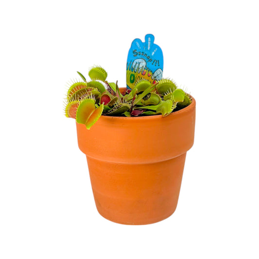 Carnivorous 12cm Dionaea Musciplula Venus Flytrap in Terracotta - Carnivorous The Horti House