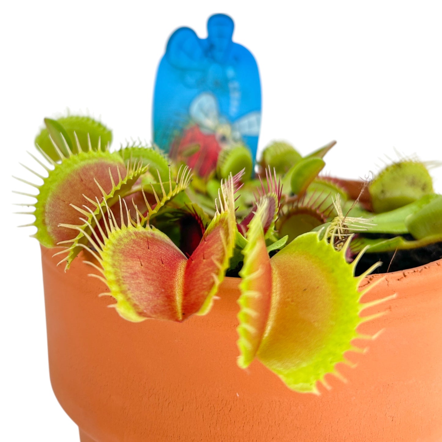 Carnivorous 12cm Dionaea Musciplula Venus Flytrap in Terracotta - Carnivorous The Horti House