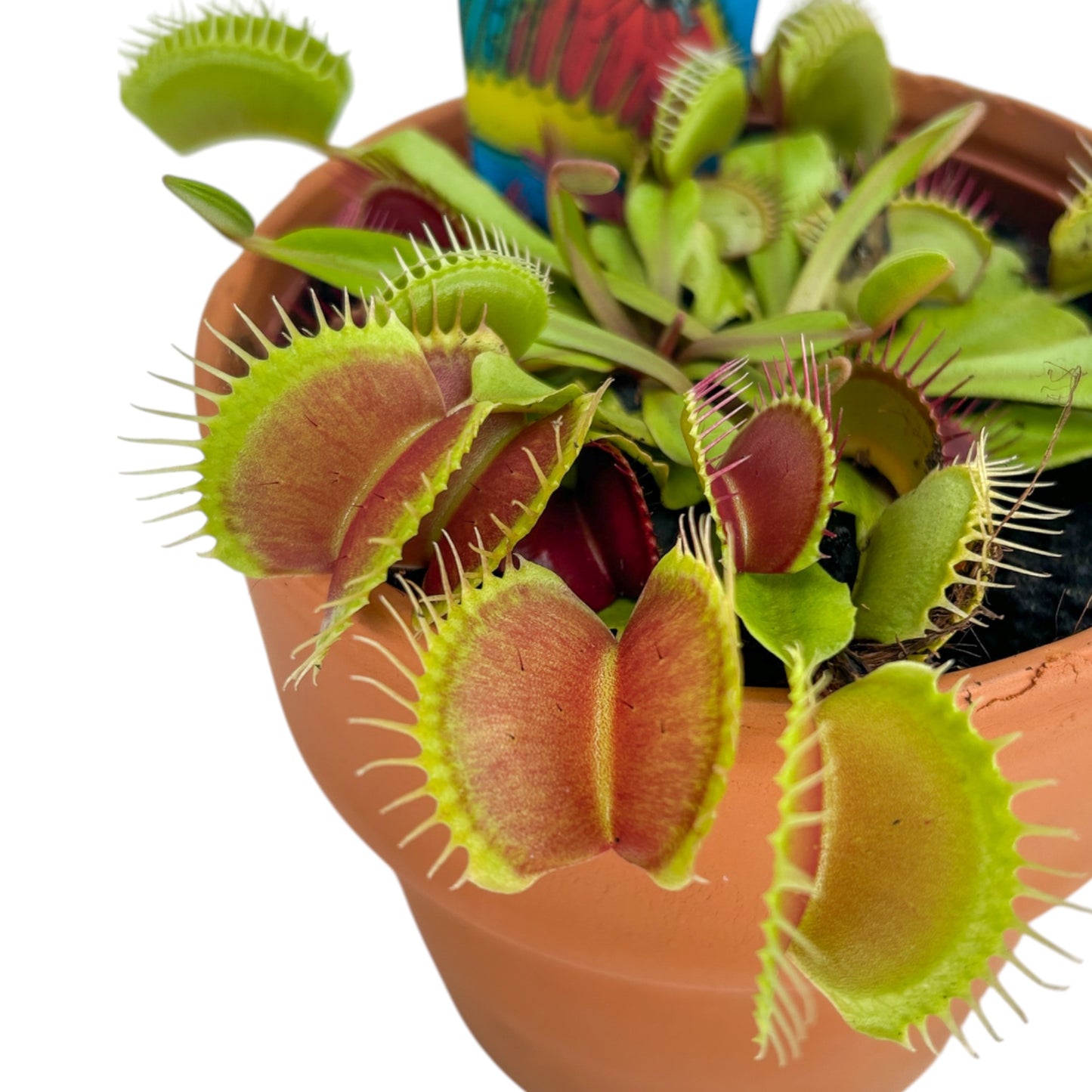 Carnivorous 12cm Dionaea Musciplula Venus Flytrap in Terracotta - Carnivorous The Horti House