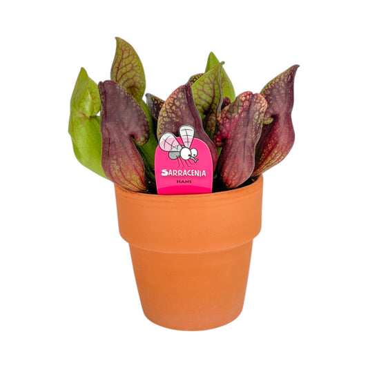 Carnivorous 12cm Sarracenia Mix in Terracotta - Carnivorous The Horti House