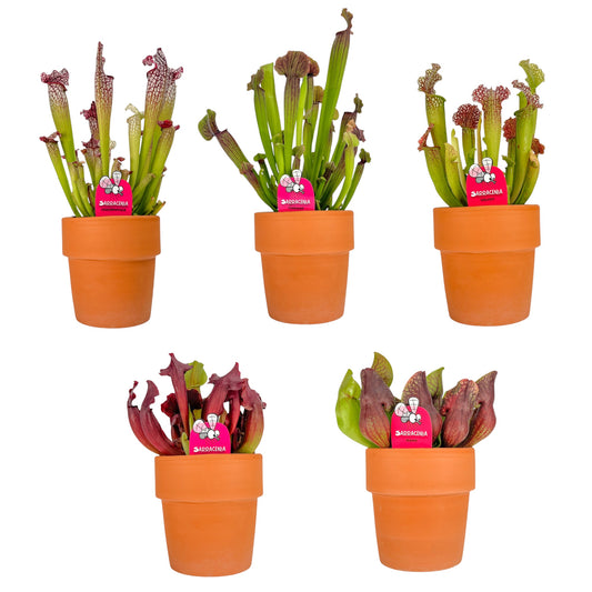 Carnivorous 12cm Sarracenia Mix in Terracotta - Carnivorous The Horti House