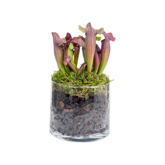 Carnivorous 12cm Sarracenia in Glass Planter - Carnivorous The Horti House