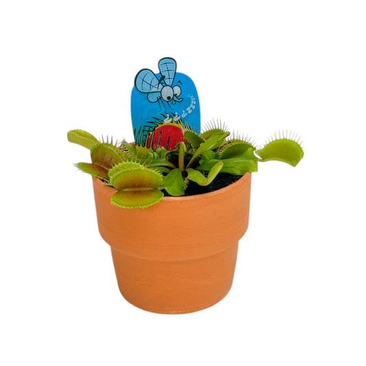 Carnivorous 8.5cm Dionaea Musciplula Venus Flytrap in Terracotta - Carnivorous The Horti House