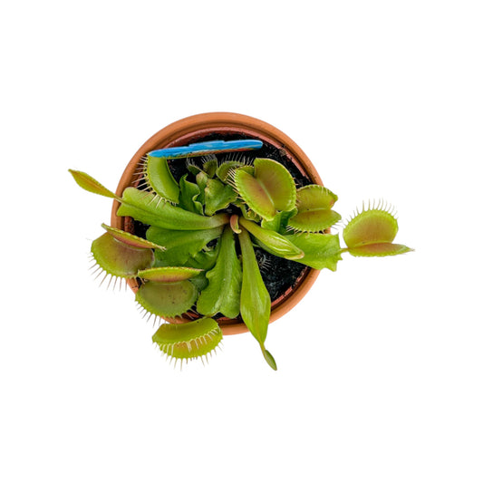 Carnivorous 8.5cm Dionaea Musciplula Venus Flytrap in Terracotta - Carnivorous The Horti House