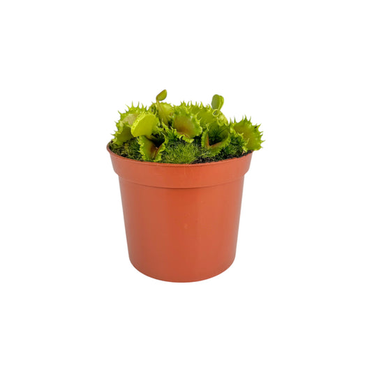 Carnivorous 8.5cm Dionaea Musciplula 'Zipp' Venus Flytrap - Carnivorous The Horti House