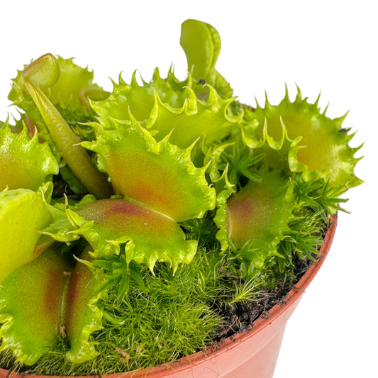 Carnivorous 8.5cm Dionaea Musciplula 'Zipp' Venus Flytrap - Carnivorous The Horti House