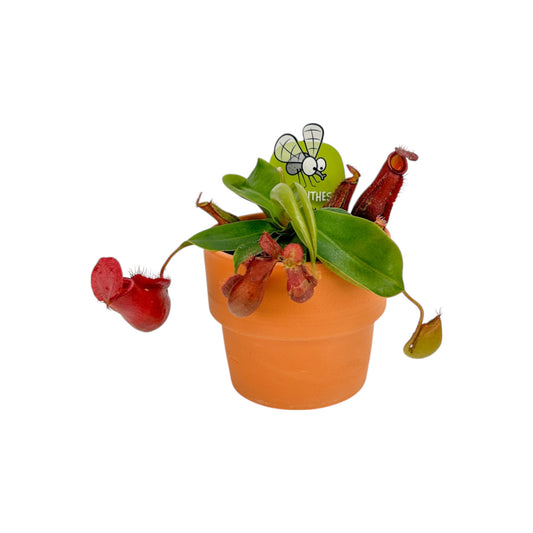 Carnivorous 8.5cm Nepenthes Pitcher Plant Mix in Terracotta - Carnivorous The Horti House