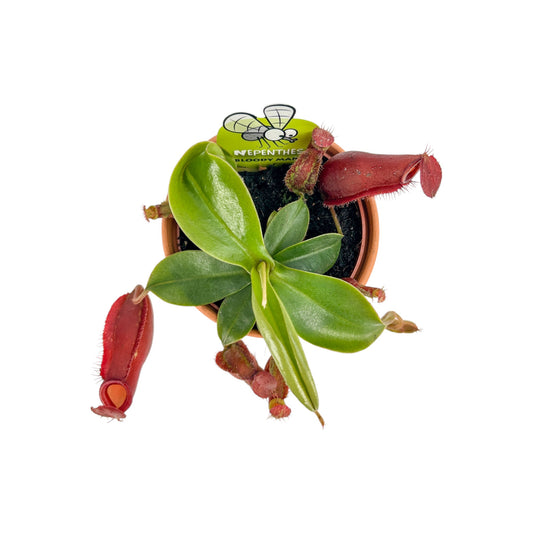 Carnivorous 8.5cm Nepenthes Pitcher Plant Mix in Terracotta - Carnivorous The Horti House