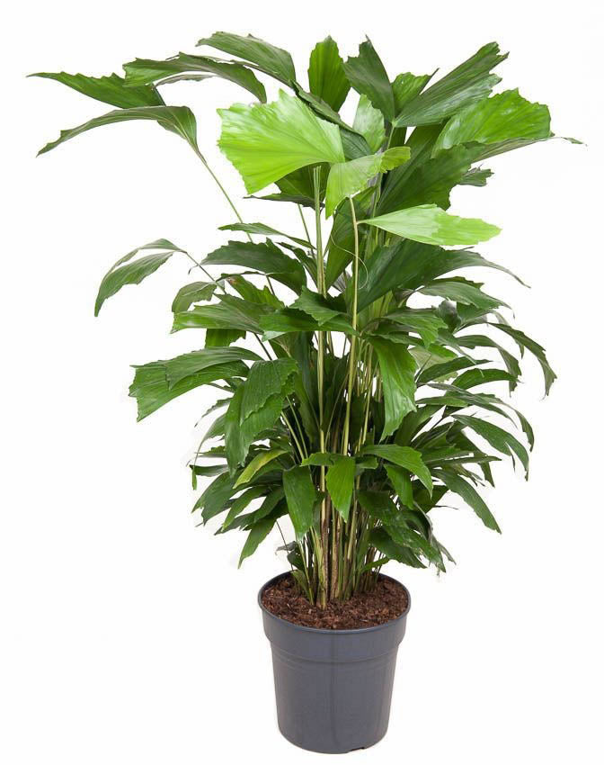 Caryota 24cm Mitis