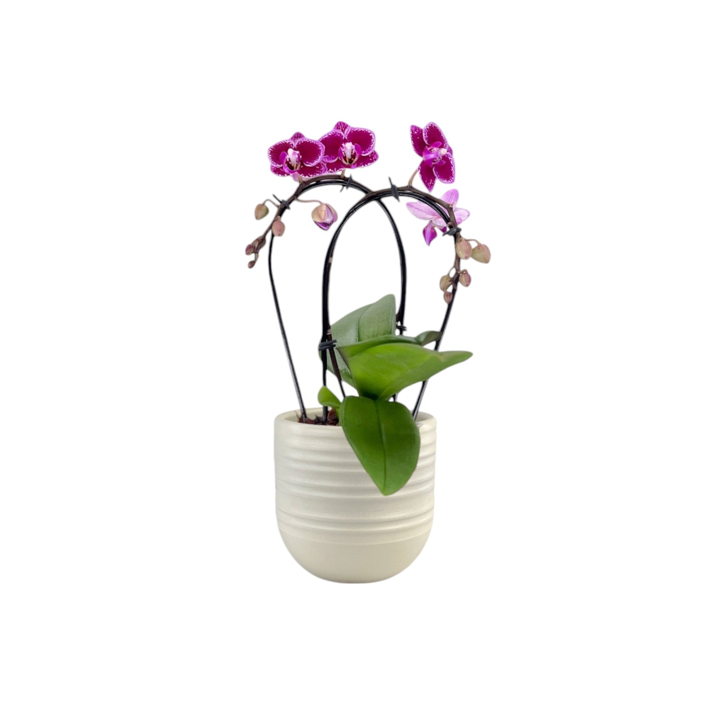 Phalaenopsis 9cm Cascade Mixed in Hampshire Ceramic