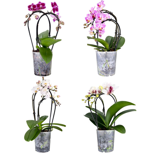 Phalaenopsis 9cm Cascade Mixed Colours
