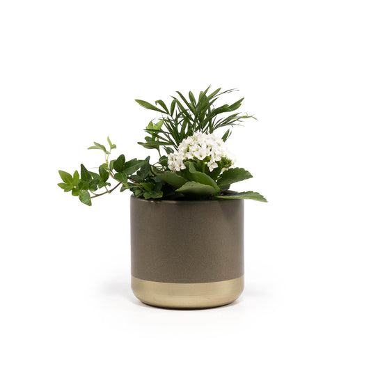 Ceramic Trio Planter 12cm - Flowering The Horti House