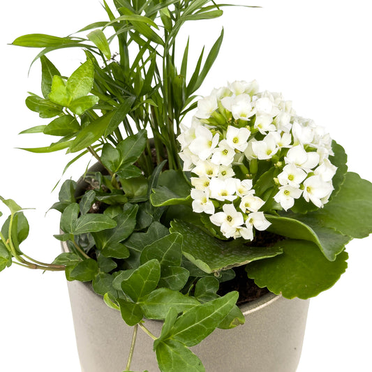 Ceramic Trio Planter 12cm - Flowering The Horti House