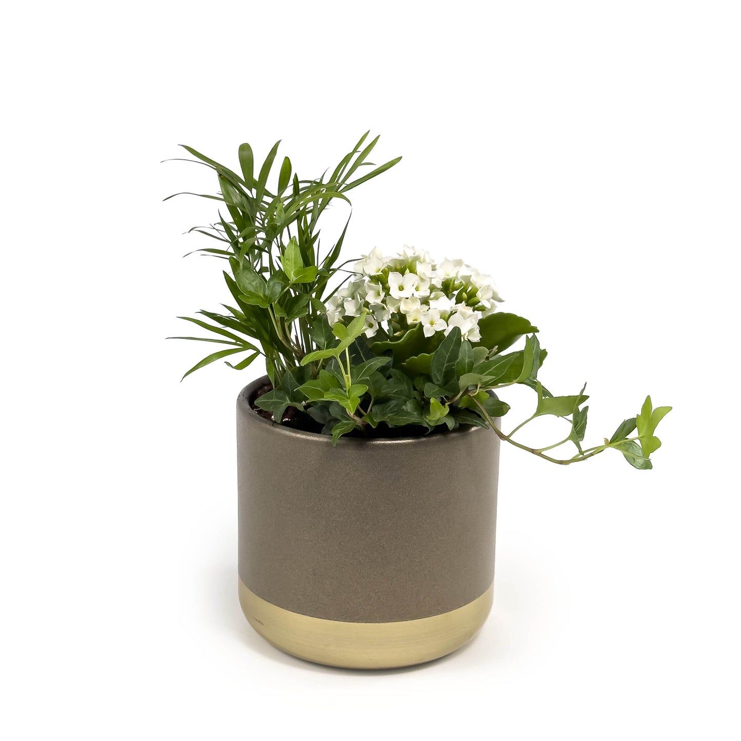 Ceramic Trio Planter 12cm - Flowering The Horti House