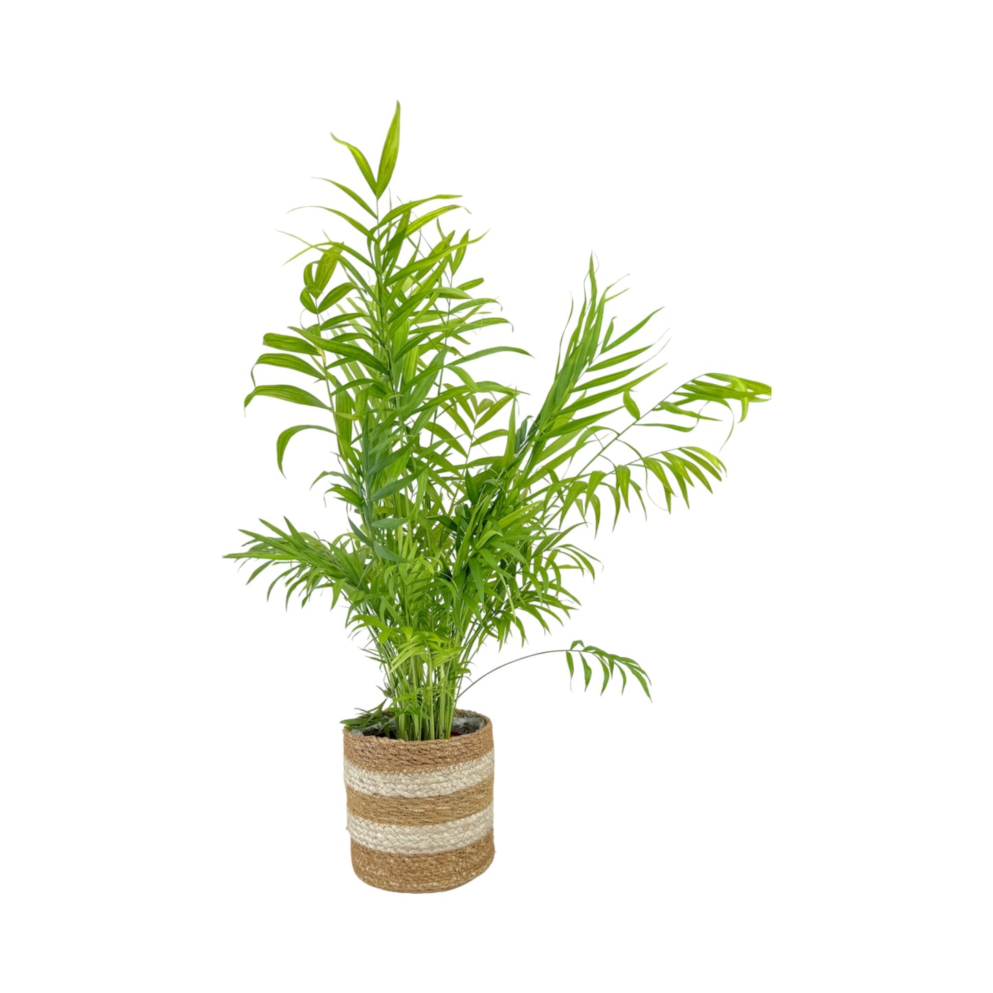 Green Plant 17cm British Mix in Basket - Green Plant The Horti House