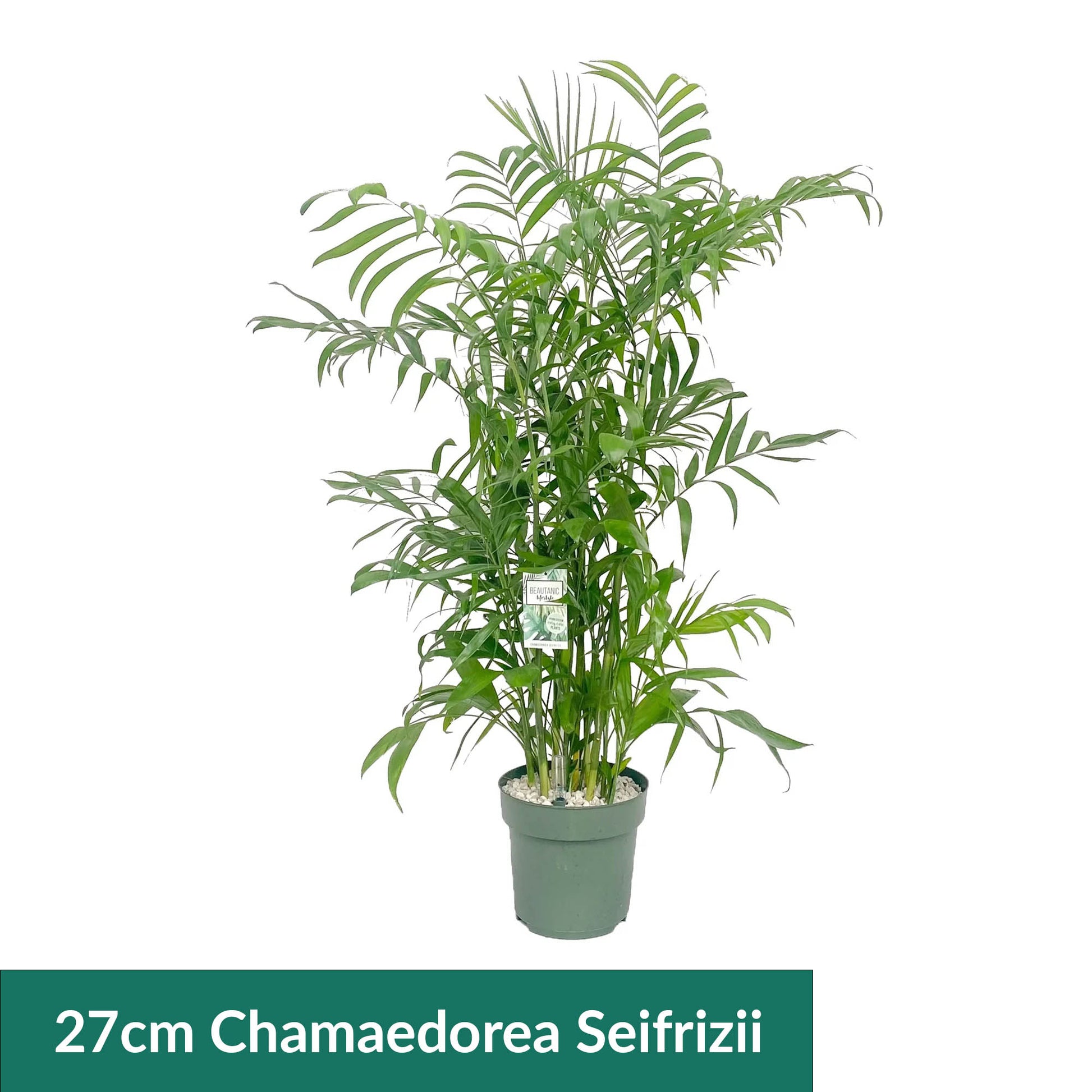 XL Hydro Plants Trolley Deal - XL Hydro Plants The Horti House